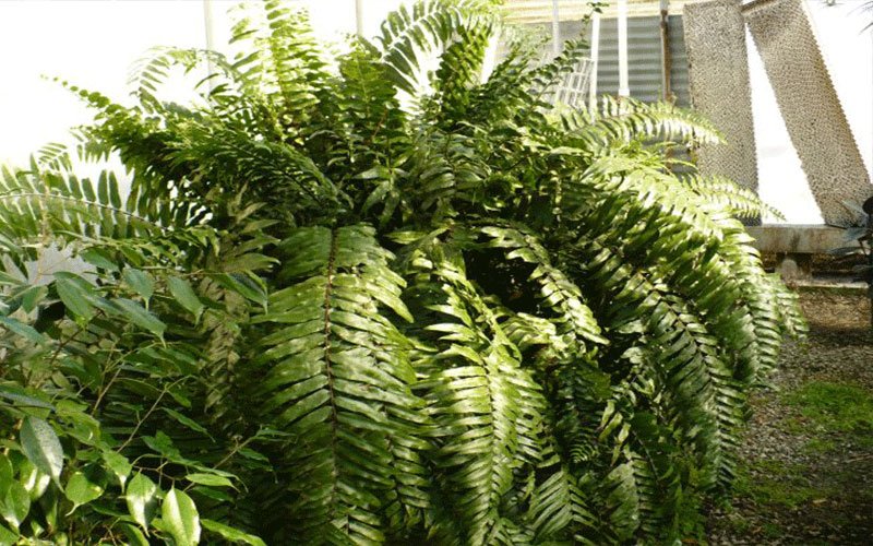 macho-fern-garden-plant-for-sale-1