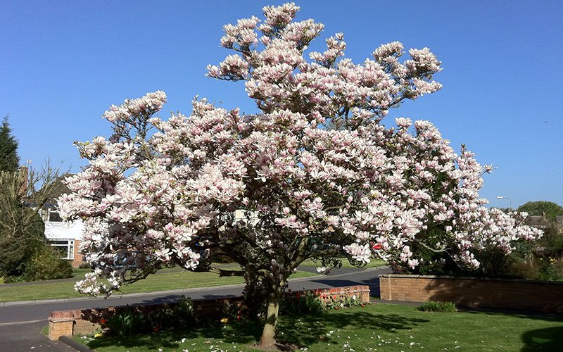 Magnolia