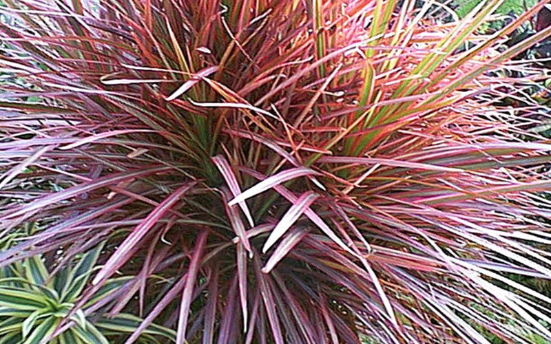 marginata-colorama-garden-plant-for-sale-1