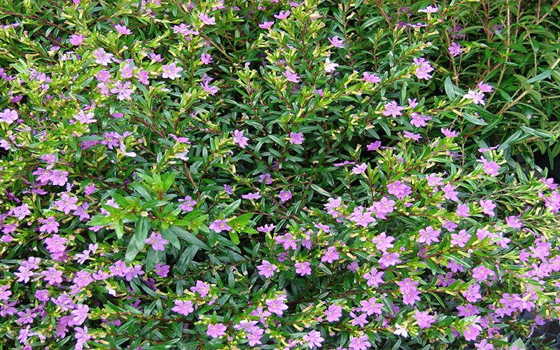 mexicanheather-1