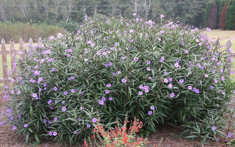 mexicanpetunia-1
