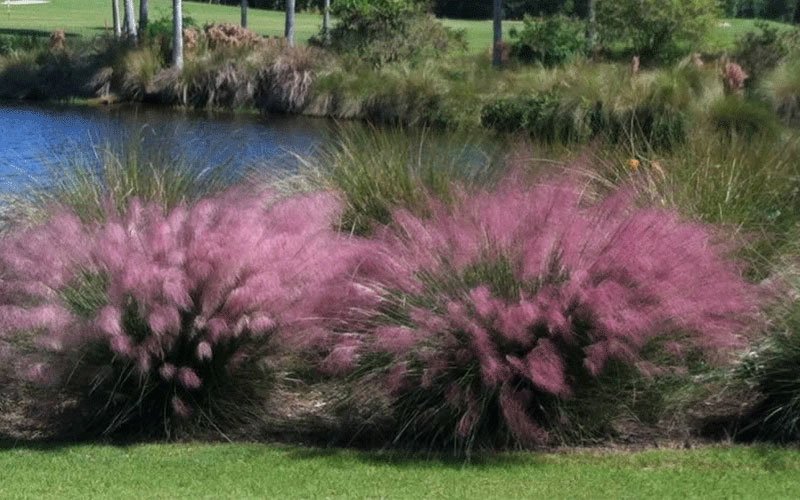 muhly-ornamental-grass-for-sale-1