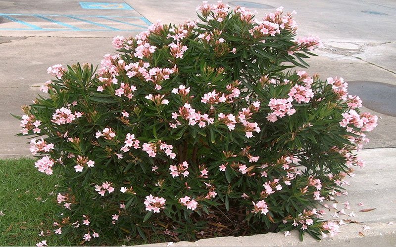 oleanderdwarf-1