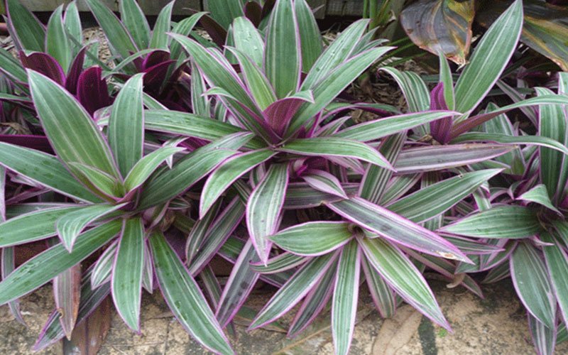 oyster-plant-garden-plant-for-sale-1