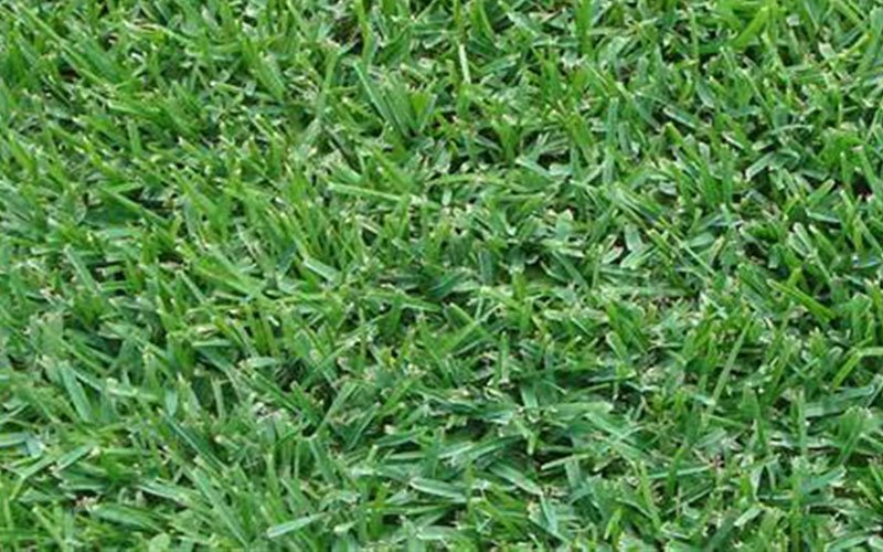 Palmetto