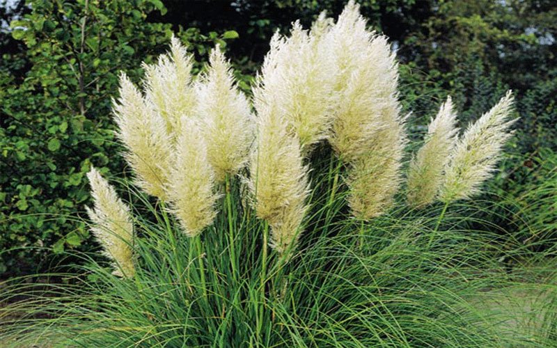 pampas-ornamental-grass-for-sale-1