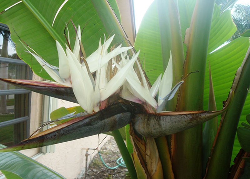 Paradise Palm