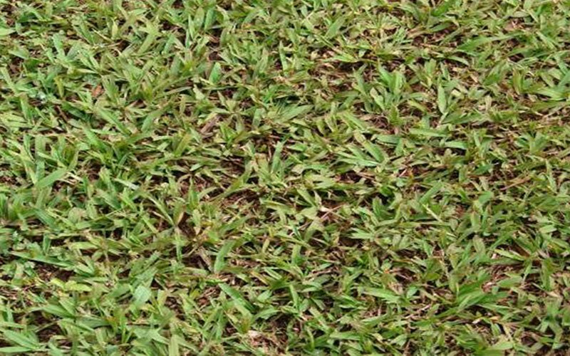 Paspalum