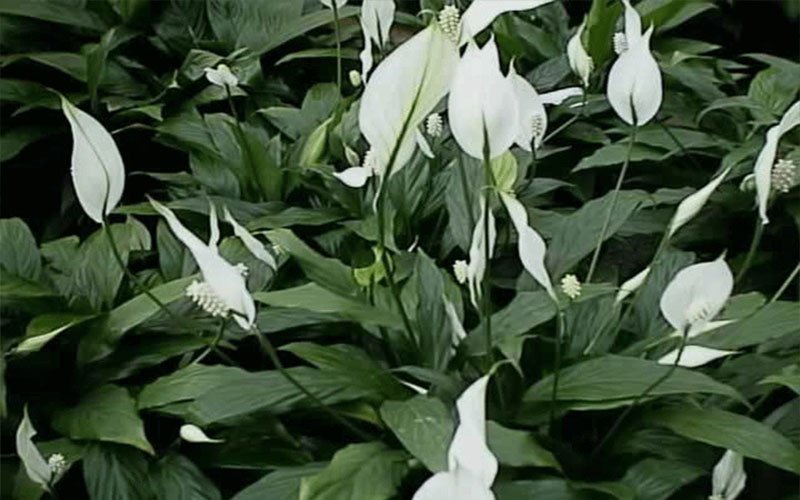 peace-lily-garden-plant-for-sale-1