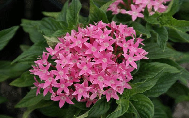 pentas-1