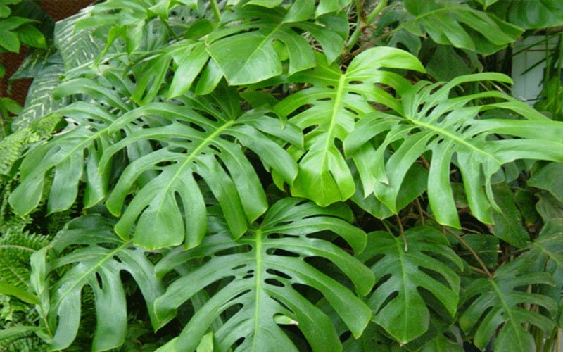 philodendron-garden-plant-for-sale-1
