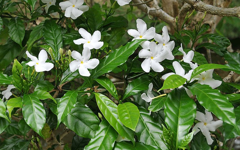 pinwheeljasmine-1