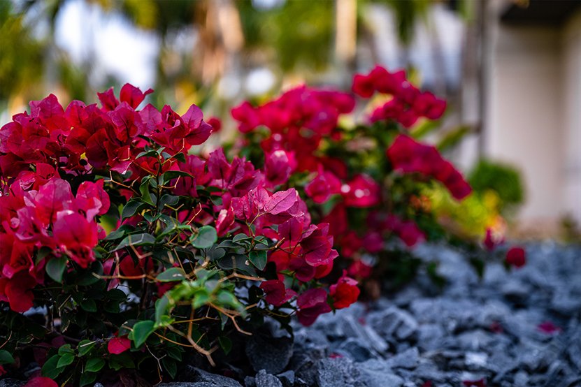 plants-1