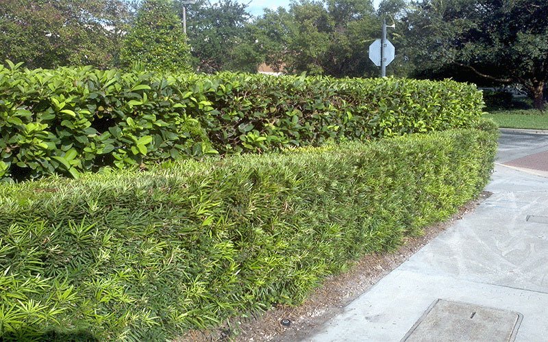 podocarpus-landscape-shrub-for-sale-1
