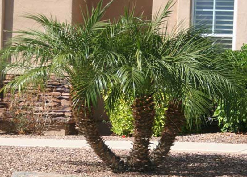 Pygmy Palm