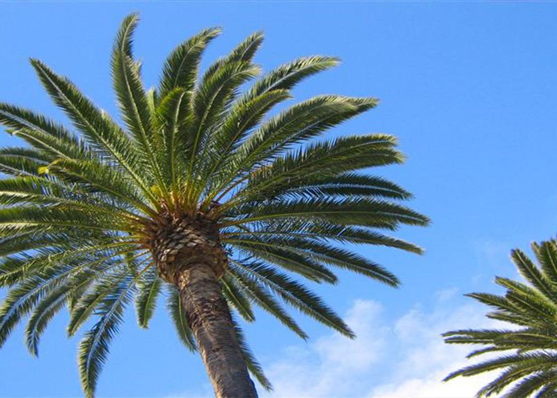 Queen Palms