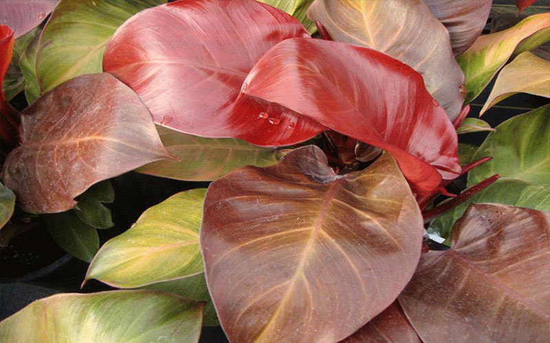red-congo-garden-plant-for-sale-1