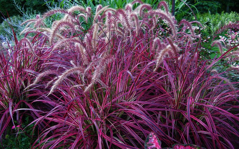 red-fountain-ornamental-grass-for-sale-1