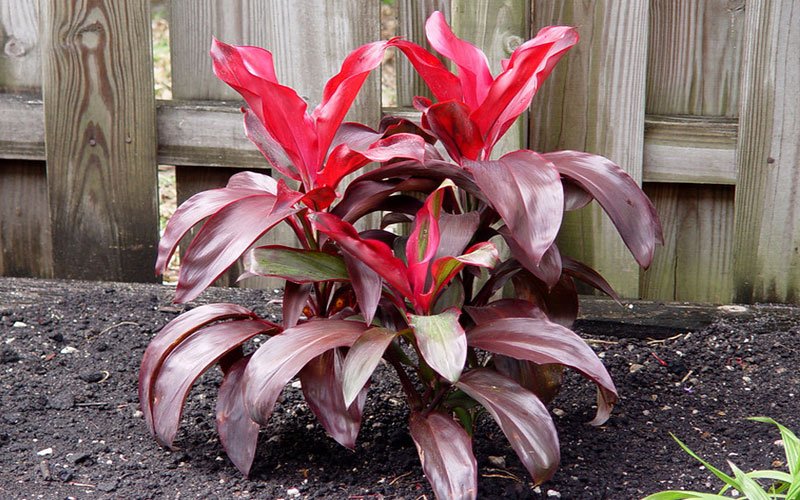 red-sister-ti-garden-plant-for-sale-1