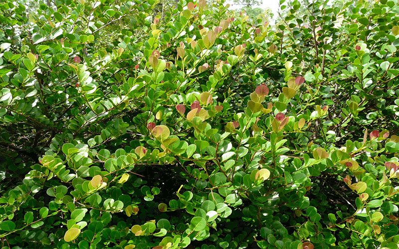 red-tipped-cocoplum-landscape-shrub-for-sale-1