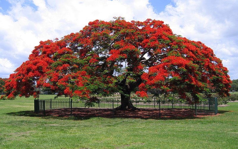 Royal Poinciana