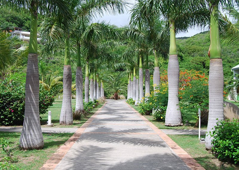 Royal Palm