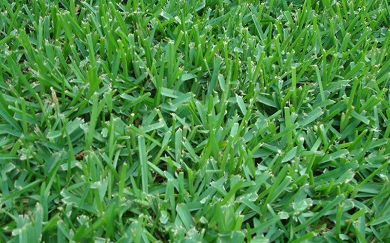 saint-augustine-sod-for-sale
