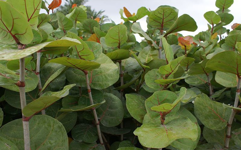 sea-grape-landscape-shrub-for-sale-1