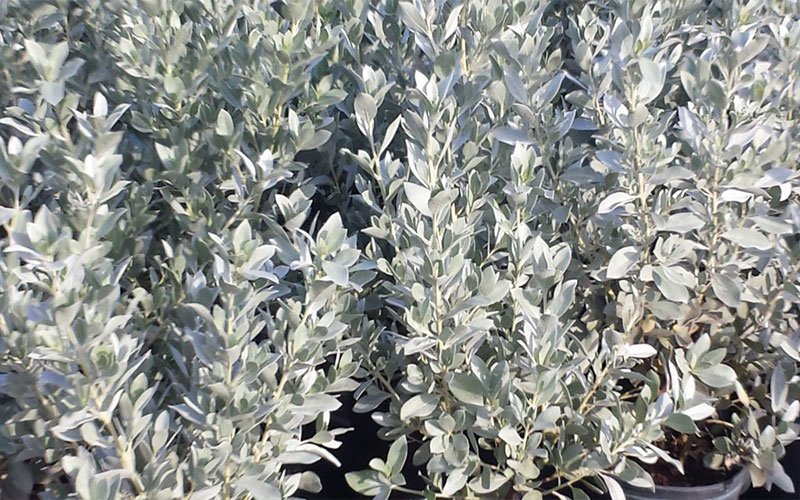 silver-buttonwood-landscape-shrub-for-sale-1