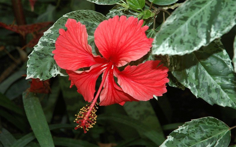 snowqueenhibiscus-1
