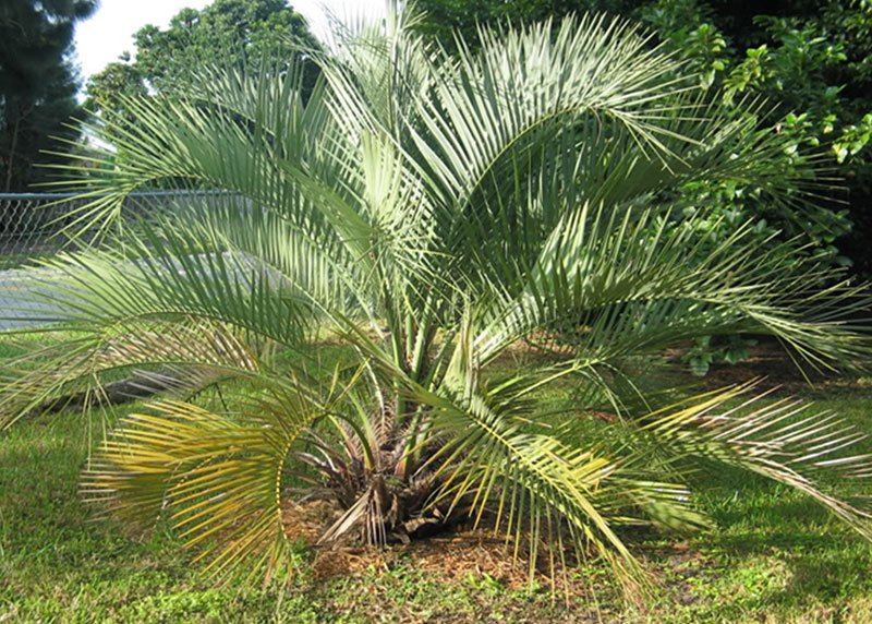 Sugar Palm
