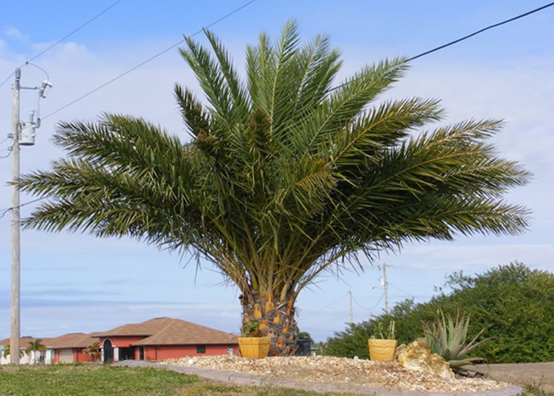 Sylvester Palm