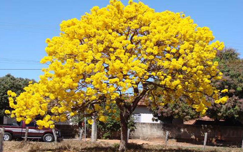 Tabebuia
