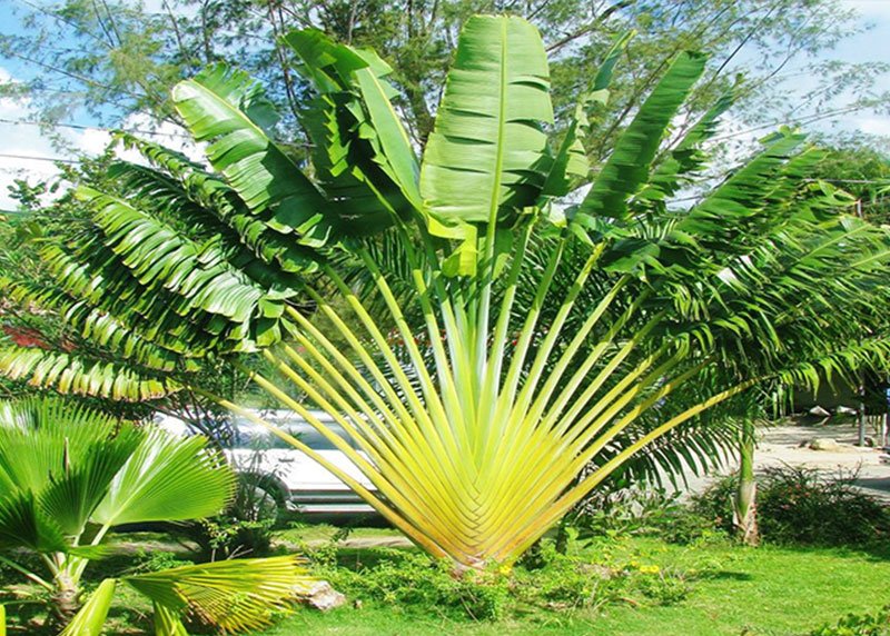 Traveler’s Palm