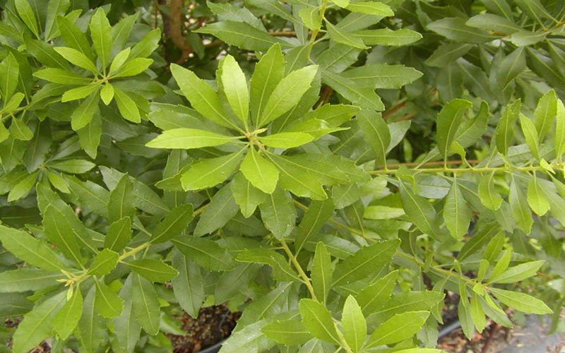 wax-myrtle-landscape-shrub-for-sale-1