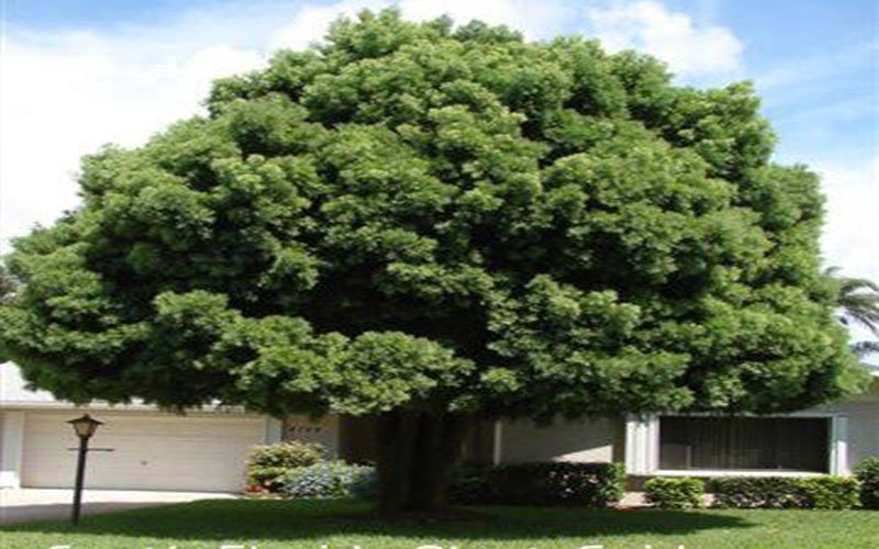 Weeping Podocarpus