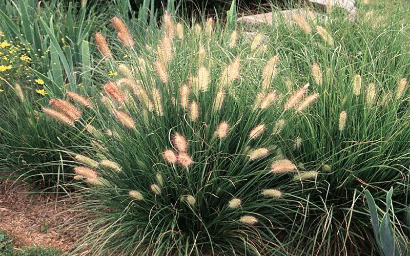 white-fountain-ornamental-grass-for-sale-1