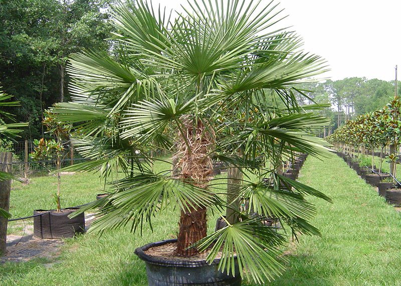 Windmill Palm