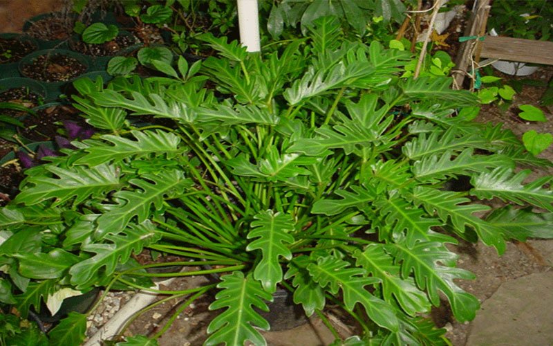 xanadu-garden-plant-for-sale-1
